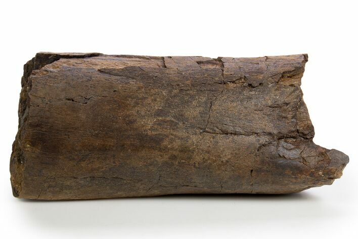 Fossil Hadrosaur (Edmontosaurus) Femur Section - Wyoming #330982